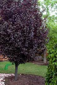 Pink flower clusters bloom on branches in early spring, before leaves appear. Buy Krauter Vesuvius Purple Leaf Flowering Plum Tree Free Shipping 5 Gallon Size For Sale From Wilson Bros Gardens Online