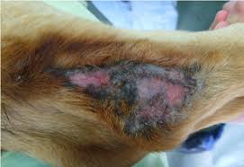 Image result for mastocytoma in dogs