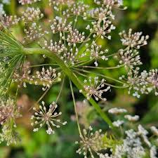 Image result for Pimpinella