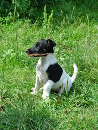 Image result for foxteriér hladkosrstý