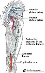 Arteries Of The Lower Limb Thigh Leg Foot Teachmeanatomy