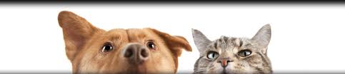 Southside pet clinic has been serving the etowah county community since 2008. Pet Boarding In Lansing Mi Southside Animal Hospital