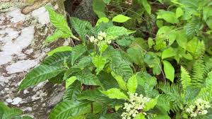 Image result for Psychotria succulenta