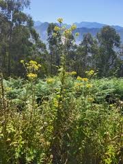 Image result for Justicia buchholzii