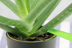 Optimal sind temperaturen zwischen 5 und 10°c. Aloe Vera Haltung Der Pflanze Pflege Giessen Und Umtopfen