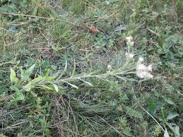 Image result for Pasaccardoa procumbens
