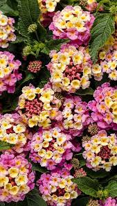 Pin On Drought Tolerant Plants