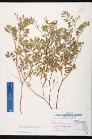 Image result for Tephrosia festina