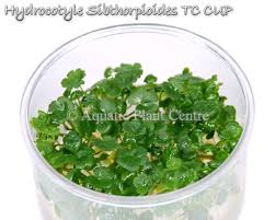 Image result for Hydrocotyle sibthorpioides