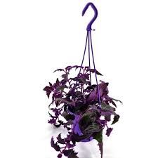 Image result for Gynura