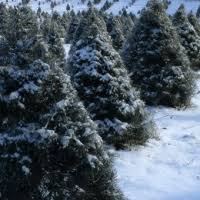 Not only a memorable and delightful experience for the family and the perfect way to kick off christmas, but it's january 7th and our tree is still green and beautiful. Christmas Tree Farms Joplin Mo Life