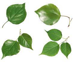 Pin By Mlffmlff On Leave Green Leaves Green Leaves Rose Leaves