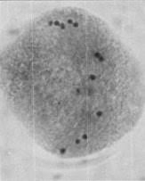 Image result for Cucumis ficifolius