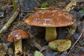 Image result for Boletus badius