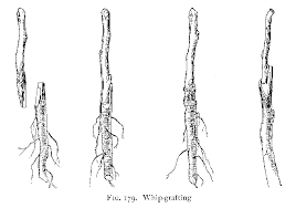 It works on both indoor and outdoor plants like roses, climbers, trees, fruit bushes, fruit trees, and hard to root plants like magnolia and camellias. Grafting Fruit Trees Incredible Edible Oxford