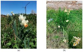 Piantine di portulaca online / pianta portulaca : Plants Free Full Text Three New Alien Taxa For Europe And A Chorological Update On The Alien Vascular Flora Of Calabria Southern Italy Html