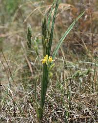 Image result for Hypoxis rigidula