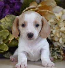 Dachshunds Puppies For Sale Down Home Dachshunds 601 590 2039
