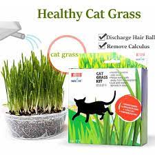 Magic Cat Grass Seed Mint Reduct Hair Ball Digestion Cat Grass Kit Cat Grass Magic Cat Cat Health Care