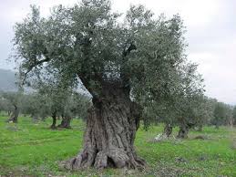 Google Image Result For Http Holylandimports Net Olivewood 2520 Pictuers Intro Olivewoodtrees Gif Olive Tree Olive Trees Garden Landscape Trees