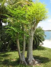 Unsere firma wird hier bald mit einer eigenen homepage vertreten sein. 16 Moringa Baum Ideen Moringabaum Baum Moringa Oleifera
