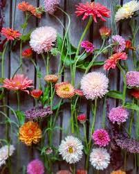 Chinese Aster King Size Apricot Scabiosa Beaujolais Bonnets Strawflower Salmon Rose Calendula Orange Flash Sca Garden Design Calendula Rose