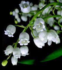 Lily Of The Valley May Birth Flower Lily Of The Valley Flowers May Birth Flowers Beautiful Flowers