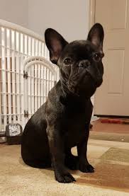 Great french bulldog breed information. French Bulldog Puppies Oregon For Sale Pets Lovers