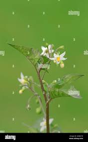 Image result for Solanum scabrum