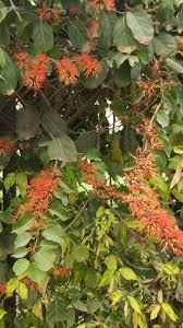 Image result for Combretum mkuzense