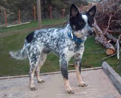 Maybe you would like to learn more about one of these? 3 Mini And Toy Heelers Heeler Puppies Blue Heeler Puppies Heeler Dog
