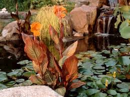 How To Use Canna Lily In The Garden Hgtv