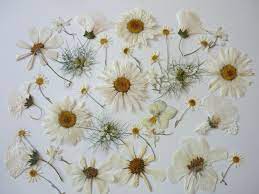 White Flower Dried Flowers For Resin Pressed Flower Art Dried Pressed Flowers For Crafts Mixed Dry Flowers Wedding Decoration Flower Pressed Flower Art Pressed Flowers Dried And Pressed Flowers