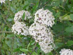 Somiglia ad un piccolo albero, ma per ottenere questa forma bisogna legare un ramo al tutore e tenerlo alla larga da altri sostegni e piante. Viburnum Wikipedia