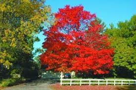 Not all maples are great for stunning fall color, but here are 10 species that fit the bill, including sugar maple remember, though, that fall foliage color for any tree is based on many factors, including fall precipitation and an attractive subspecies of sugar maple is commonly known as the black maple. 50 Lifestyles Yard And Garden Enjoy Fall Colors Of The Iowa Trees Shrubs And Perennials
