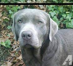 Labrador retriever, oregon » molalla. Silver Labrador Puppies Akc For Sale In Gaston Oregon Classified Americanlisted Com