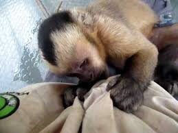 Check spelling or type a new query. Leo The Cute Baby Capuchin Monkey Youtube