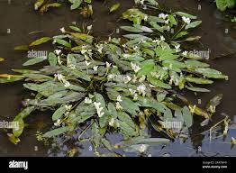 Image result for Aponogeton stuhlmannii