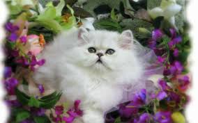 Jangan lewatkan beraneka foto kucing lucu dan imut kami. Download Wallpaper Kucing Imut Wallppapers Gallery Gambar Kucing Lucu Wallpaper Kucing Kucing