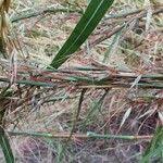 Image result for Hyparrhenia diplandra