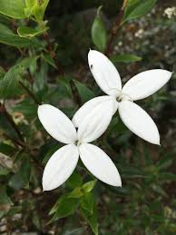 Image result for Bouvardia longiflora