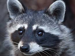 Keep these wild animals out of your yard and home with. Bat And Flying Squirrel Exclusion Bats R Us Wildlife Llc Ct