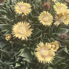 Image result for Nananthus vittatus