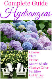 Hydrangeas are in the midst of a style revolution. Hydrangeas 101 Choosing Planting Growing Pruning Tips Kelly Elko