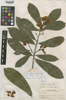 Image result for Ochna macrocalyx