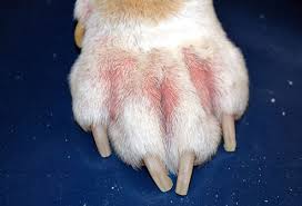 Dermatite interdigitale del cane - Ambulatorio Veterinario e Consultorio Comportamentale Dr. Giovanni Bucci val di Fiemme e val di Fassa