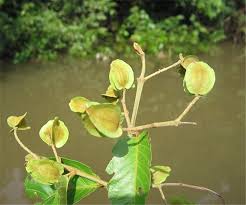 Image result for Combretum