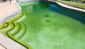 There's a robotic vacuum but better results come using manual vacuums as you could control the suction power, hence, helpful in removing more loose algae from the pool bottom or those hidden in pool ladders. How To Get Rid Of Algae In Your Pool Globo Surf