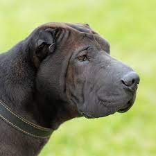 Tsunami, a female shar pei, is walked during the miss canine costa rica 2008 in san jose in july 19, 2008. Shar Pei Pdsa