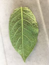 ジャガイモの葉が縮れたり 緑と黄色にまだらになったり 黒い斑点がでる 野菜作り失敗の傾向と対策